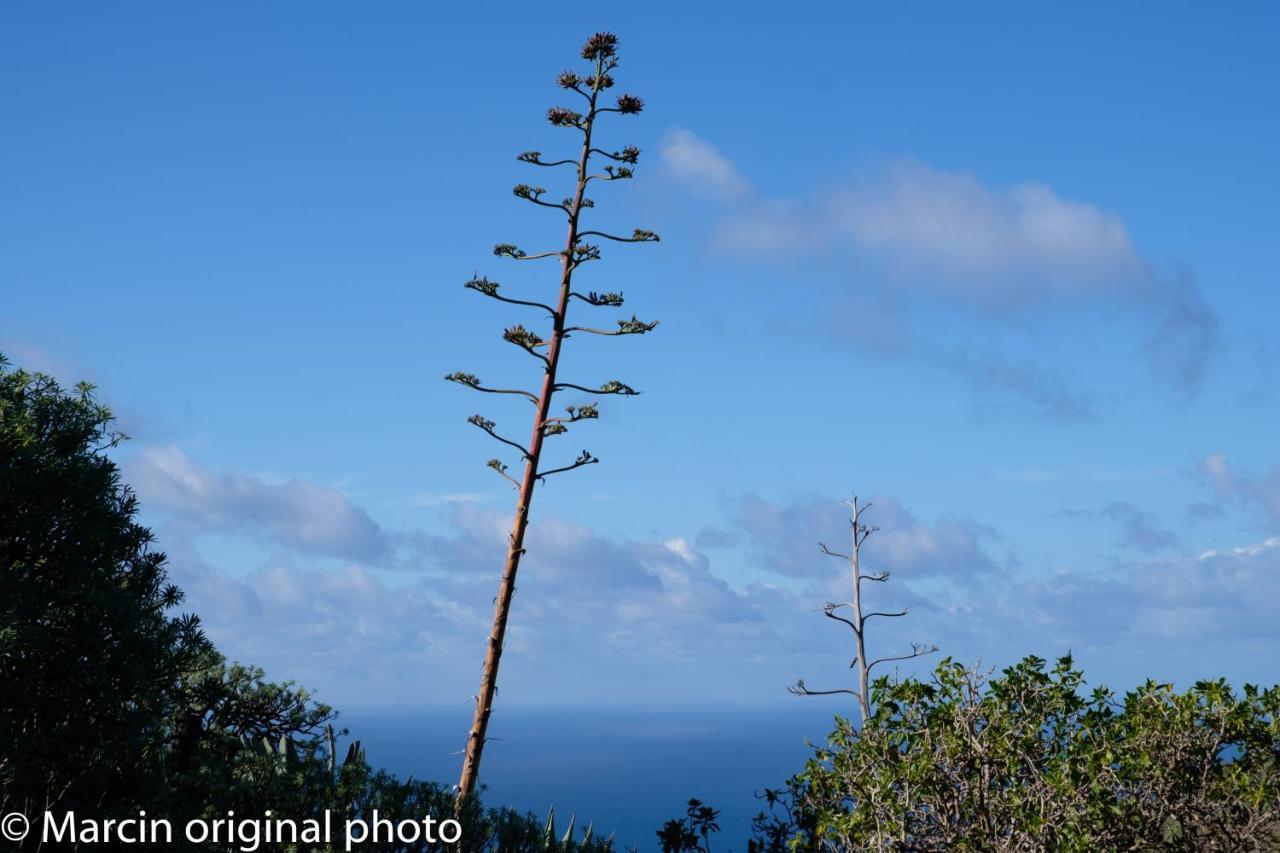 Tenerife Lizards - Duplex In The First Line กาเยาซัลวาเค ภายนอก รูปภาพ