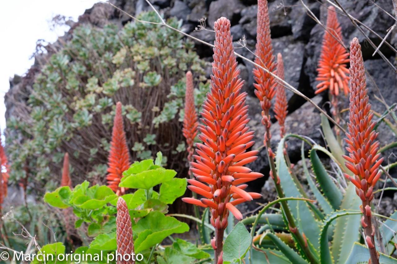 Tenerife Lizards - Duplex In The First Line กาเยาซัลวาเค ภายนอก รูปภาพ