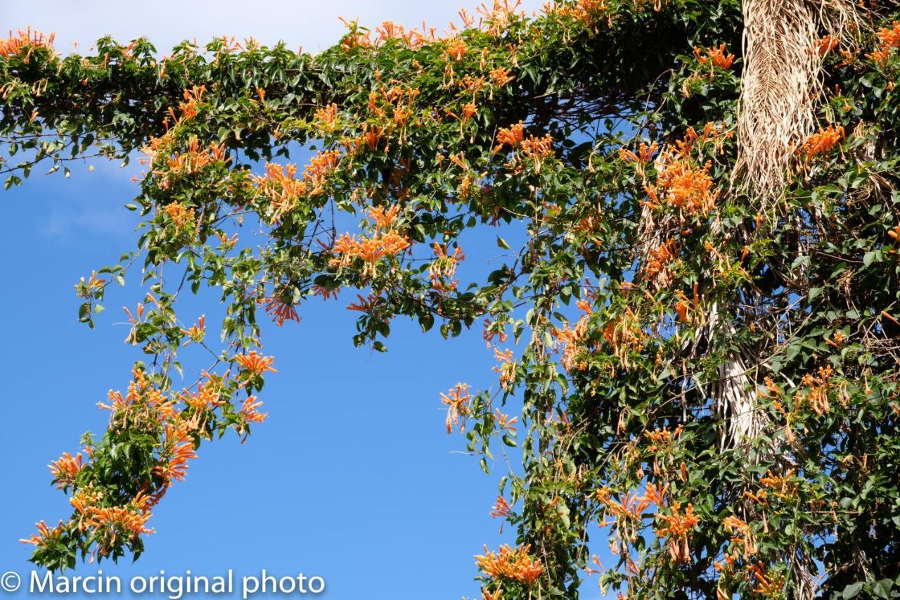 Tenerife Lizards - Duplex In The First Line กาเยาซัลวาเค ภายนอก รูปภาพ