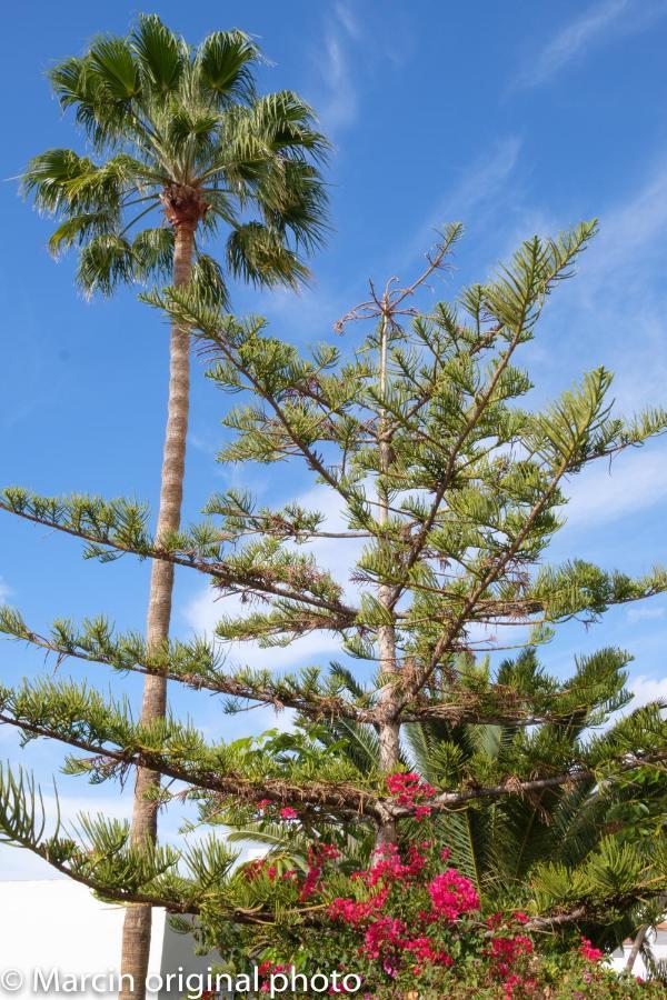 Tenerife Lizards - Duplex In The First Line กาเยาซัลวาเค ภายนอก รูปภาพ